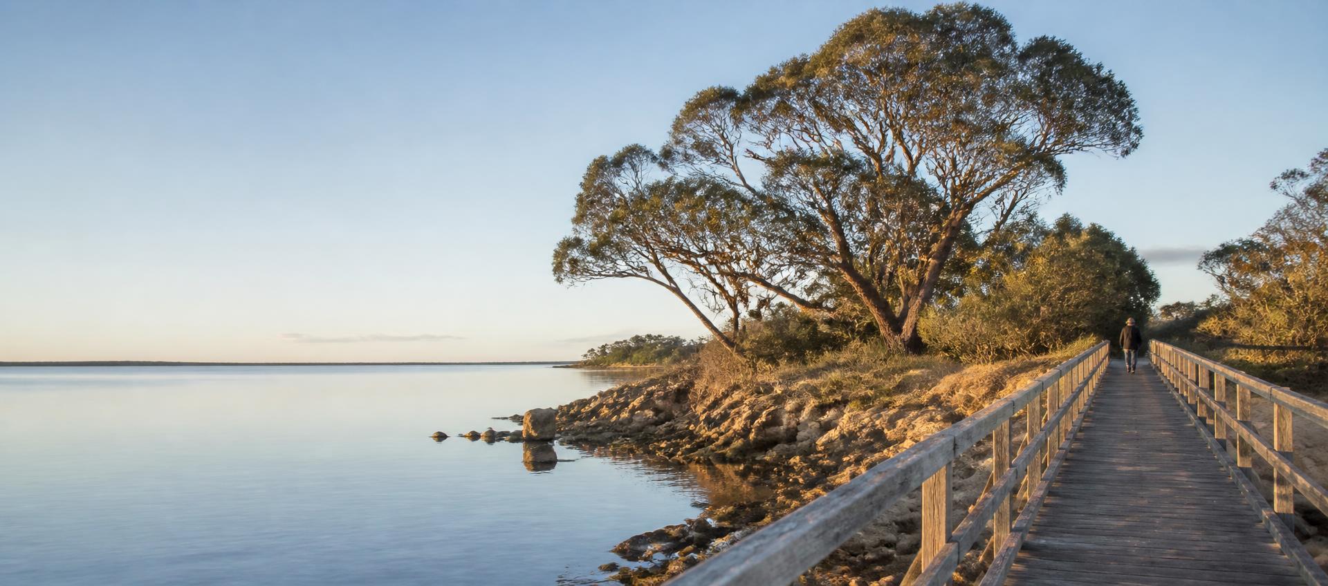 Timber footbridge crossing calm water beneath a large coastal tree in early morning light, with one person walking in the distance.