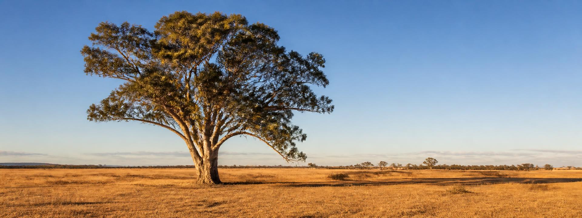 Large eucalypt standing alone in open grassland, casting long afternoon shade.